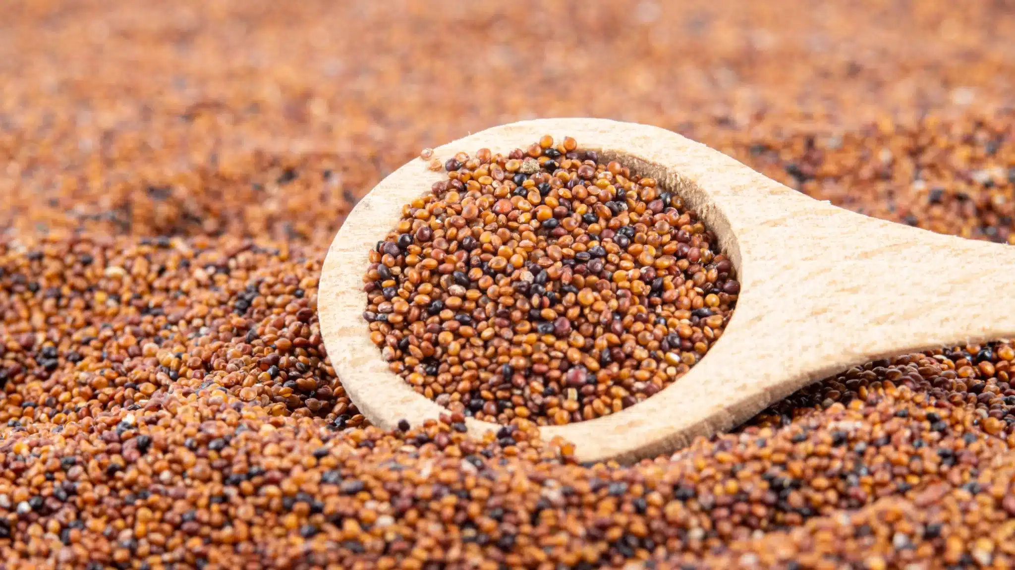 Macro shot depicting a spoonful of kañiwa lying on a bed of the same pseudo-grains.
