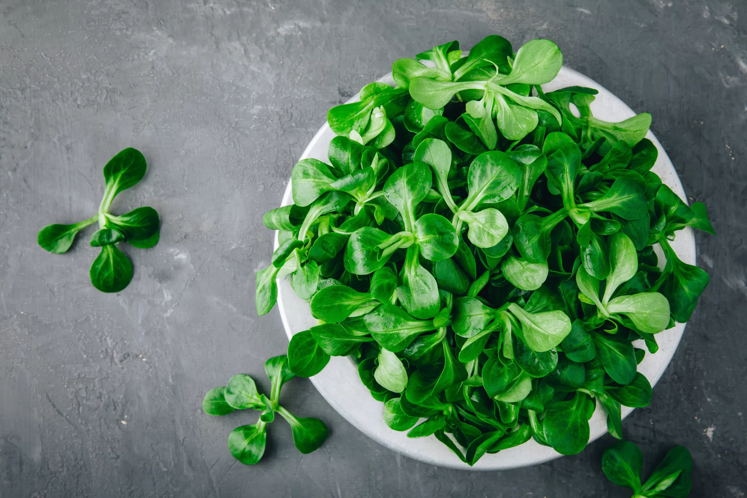 Aerial view of a concrete table featuring a plate overflowing with lamb's lettuce.