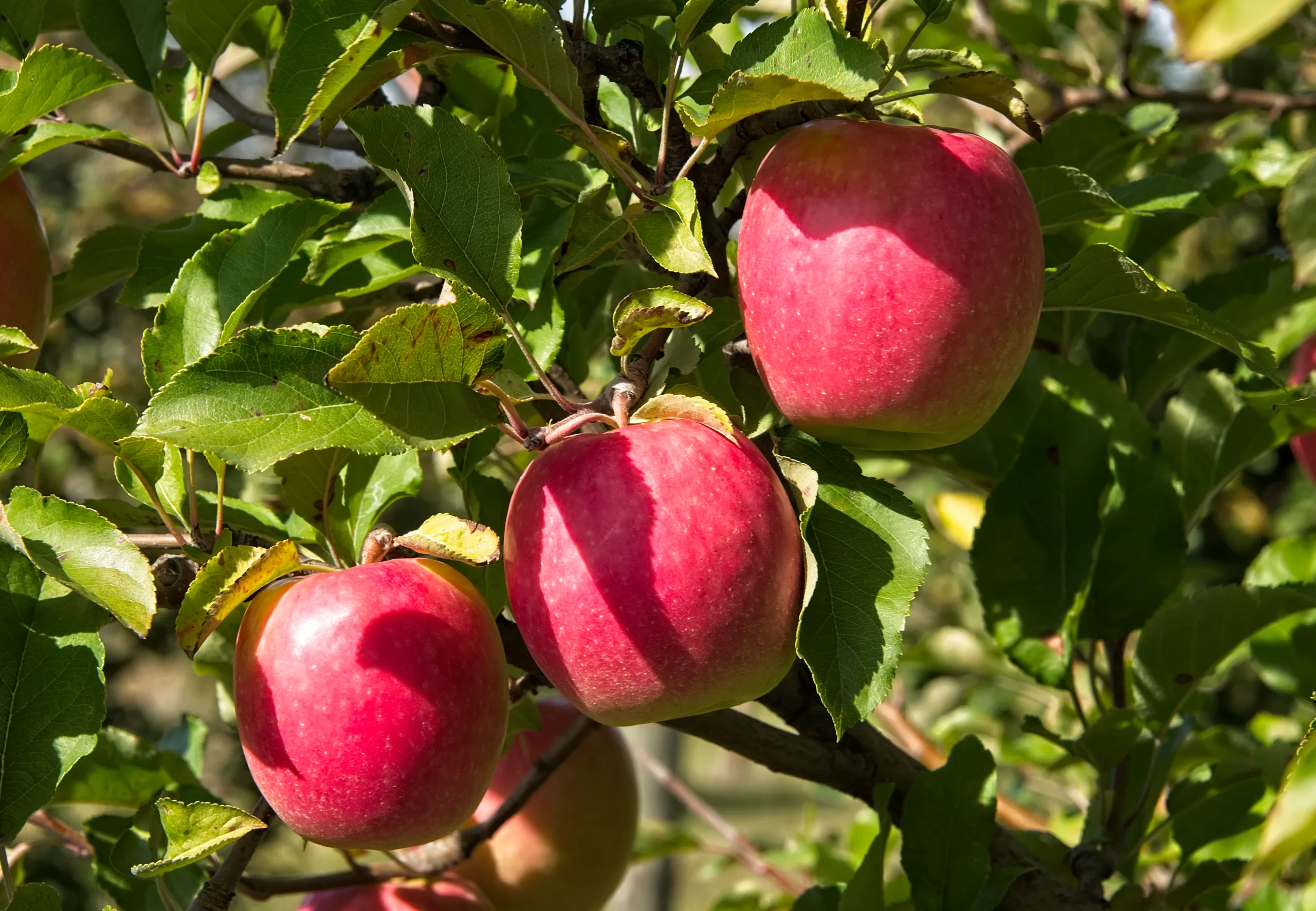 A lady apple tree with some ripe apples hanging.