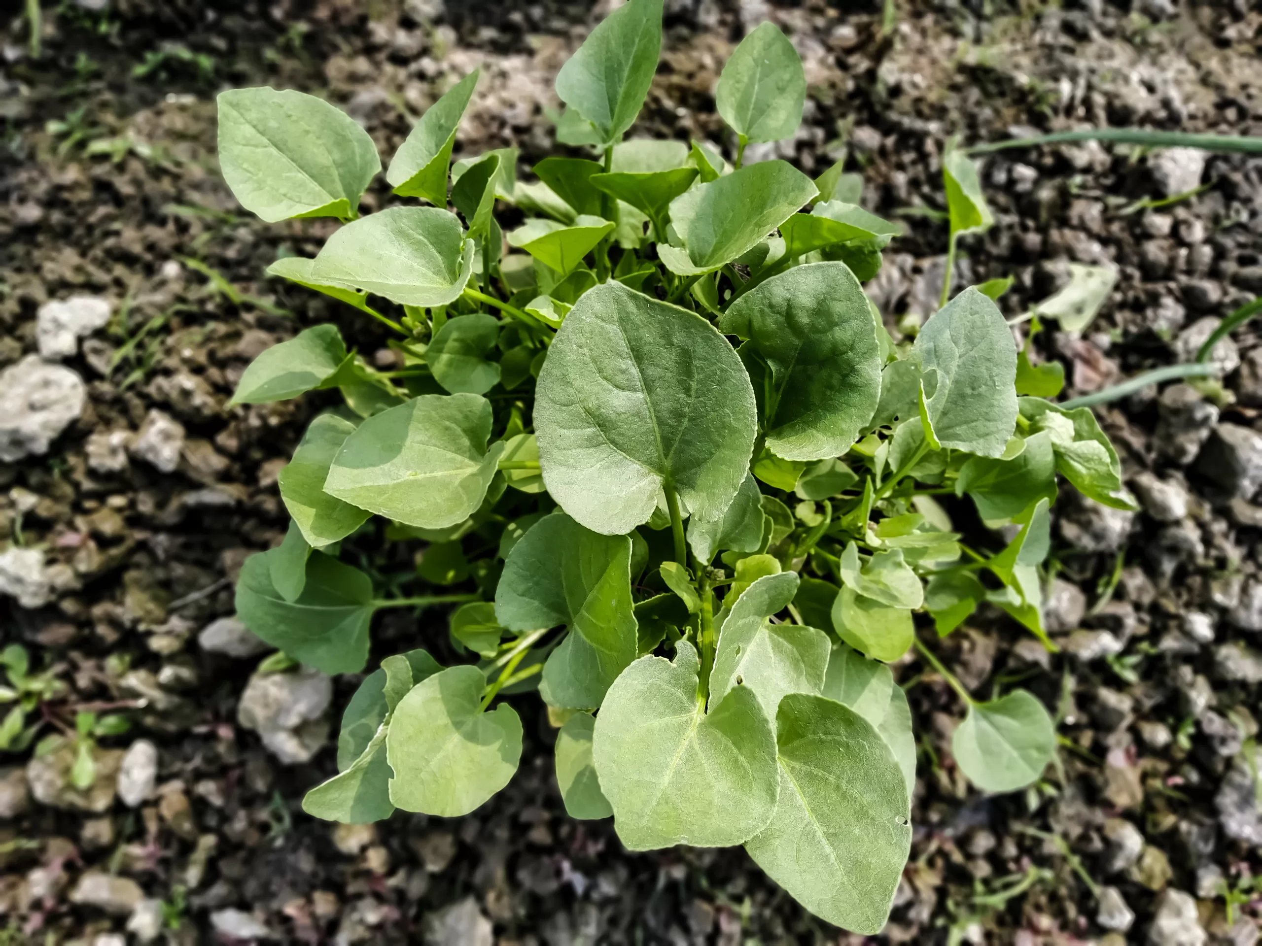 A plant of land cress.