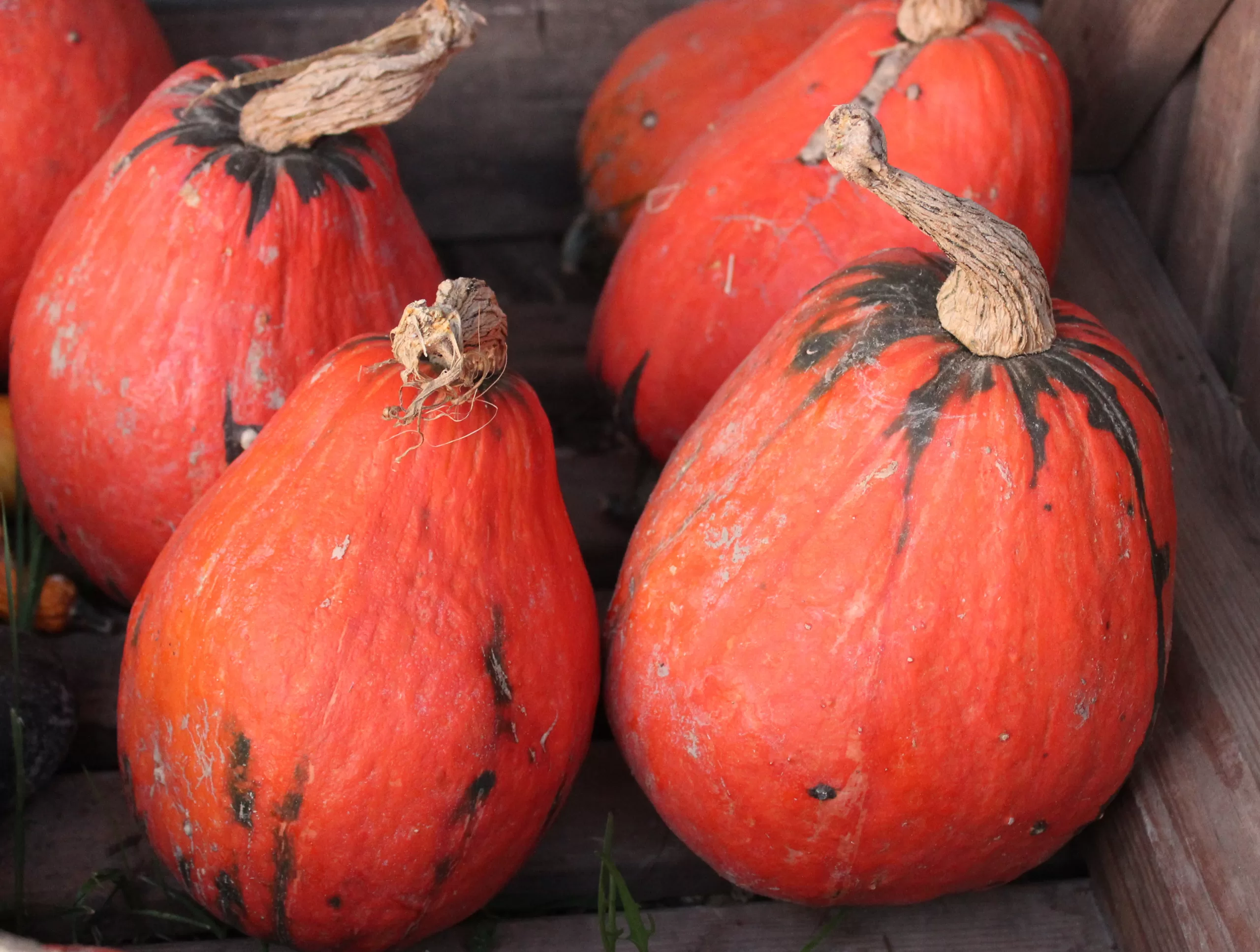 Some Lakota squashes on a wooden background.