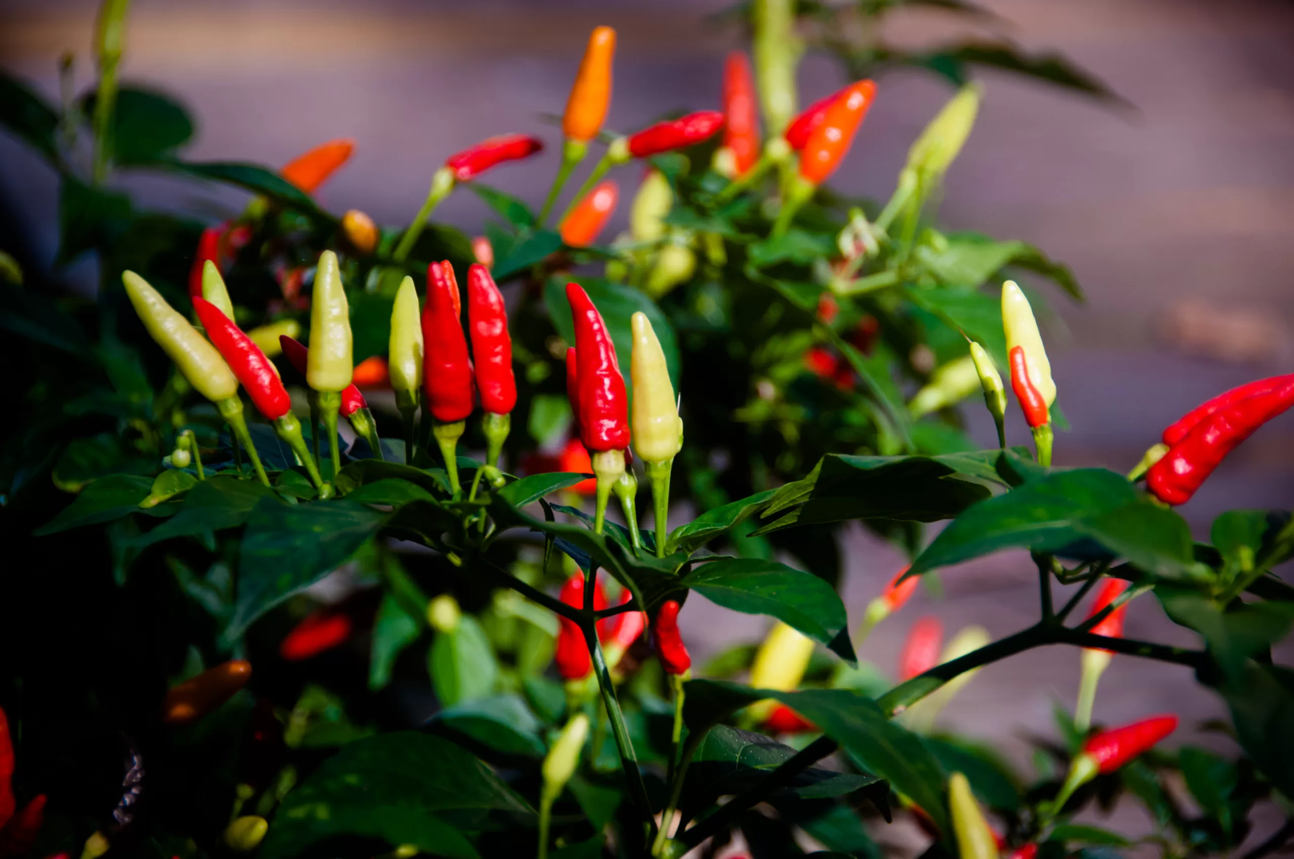 Tabasco peppers growing in abundance at a Florida homestead.