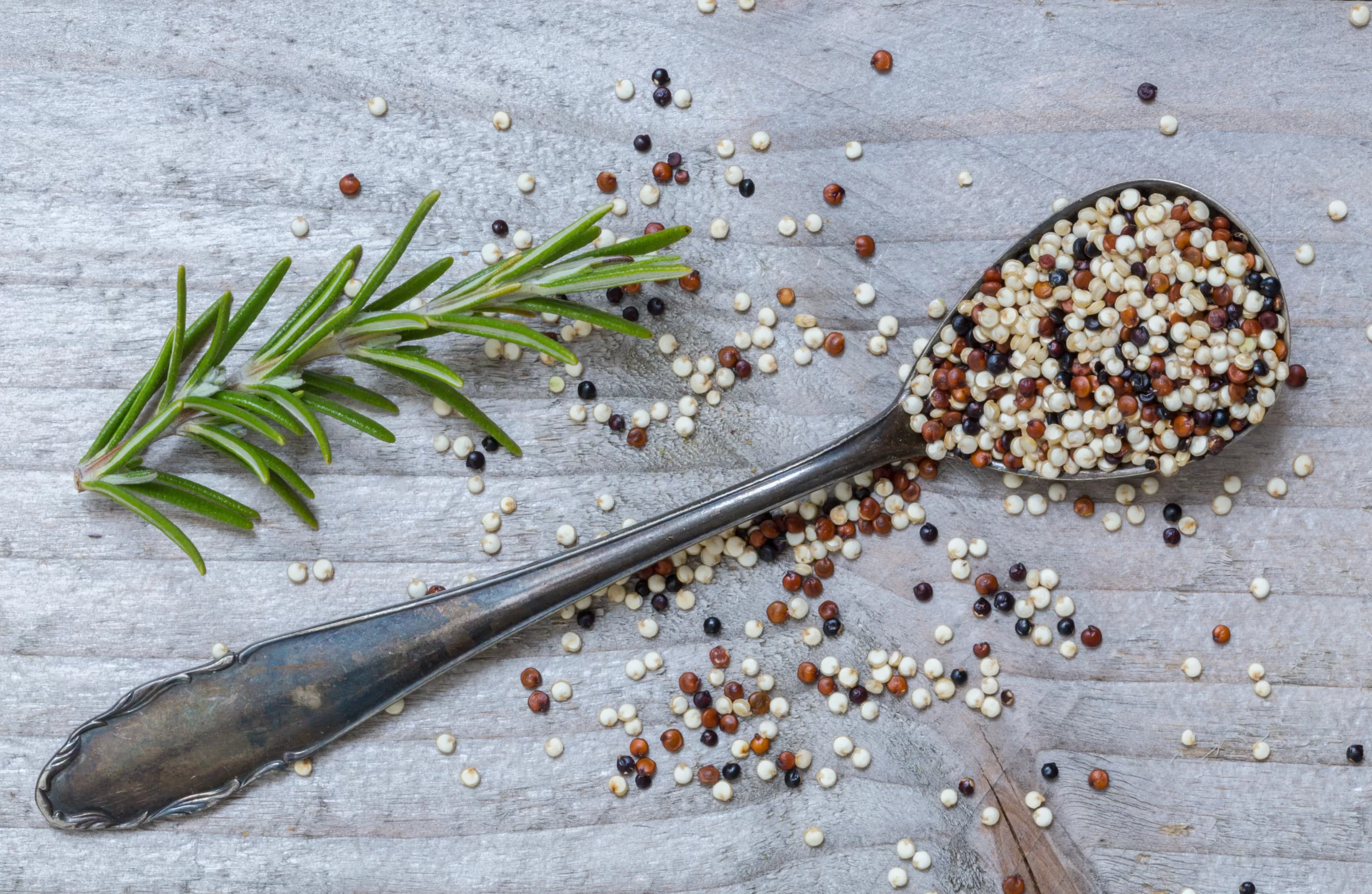 Overhead view of a spoon overflowing with tricolor quinoa and a sprig of rosemary. 
