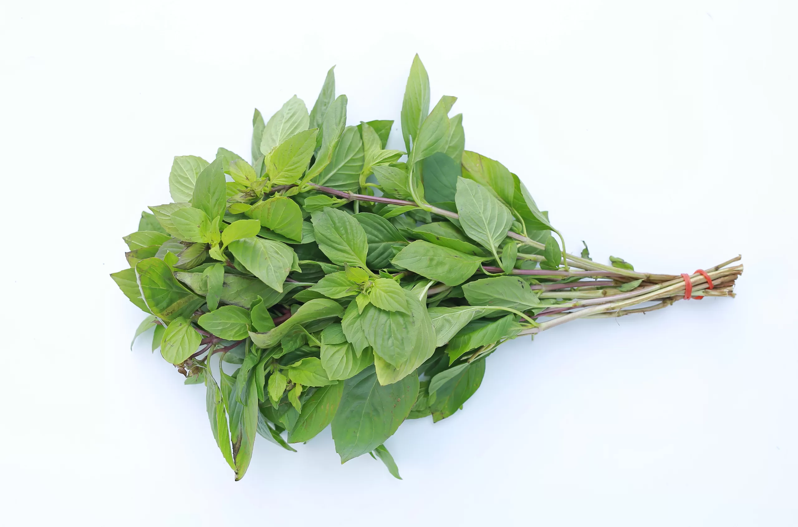 A Thai basil bundle on a white background.