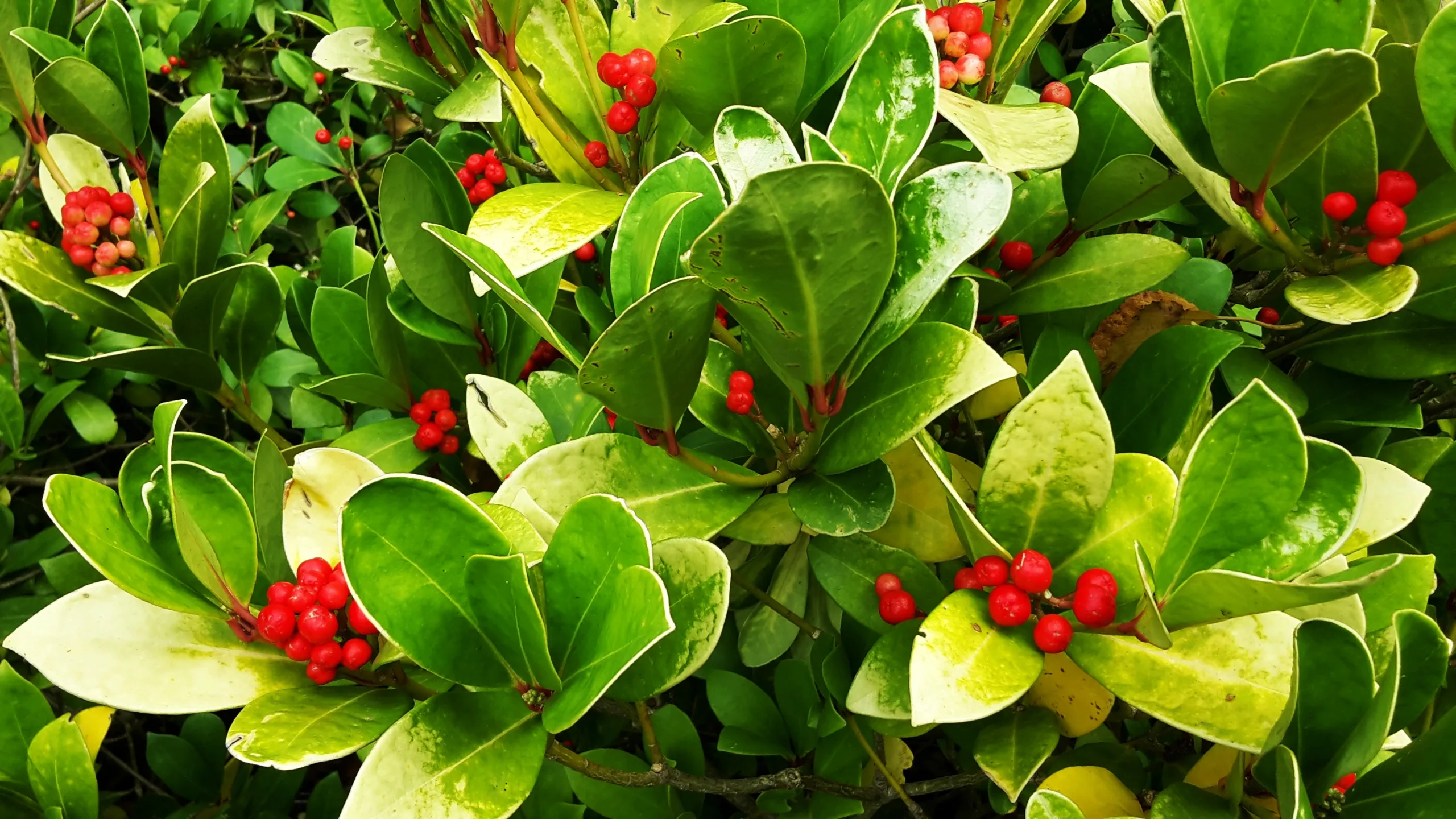 Wintergreen berry plants.