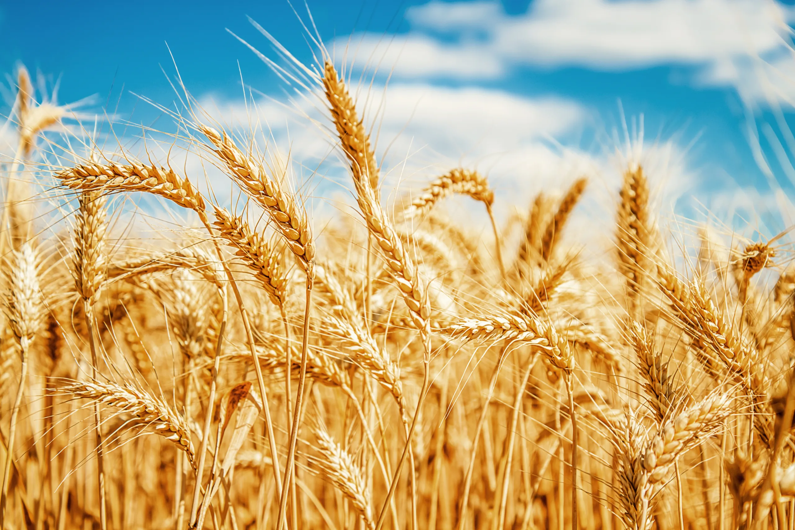 A golden wheat field under a blue sky.