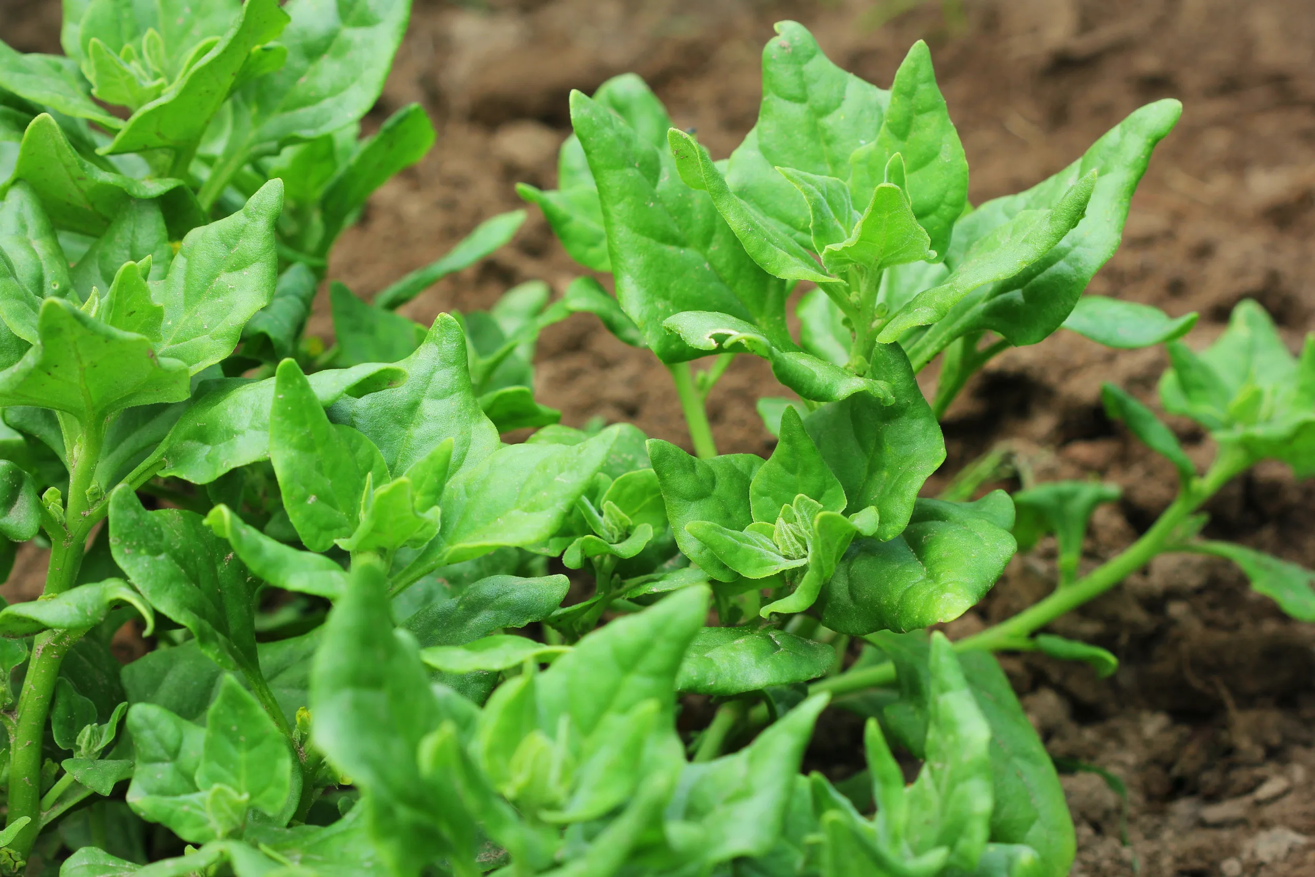 A close-up of warrigal green plants.