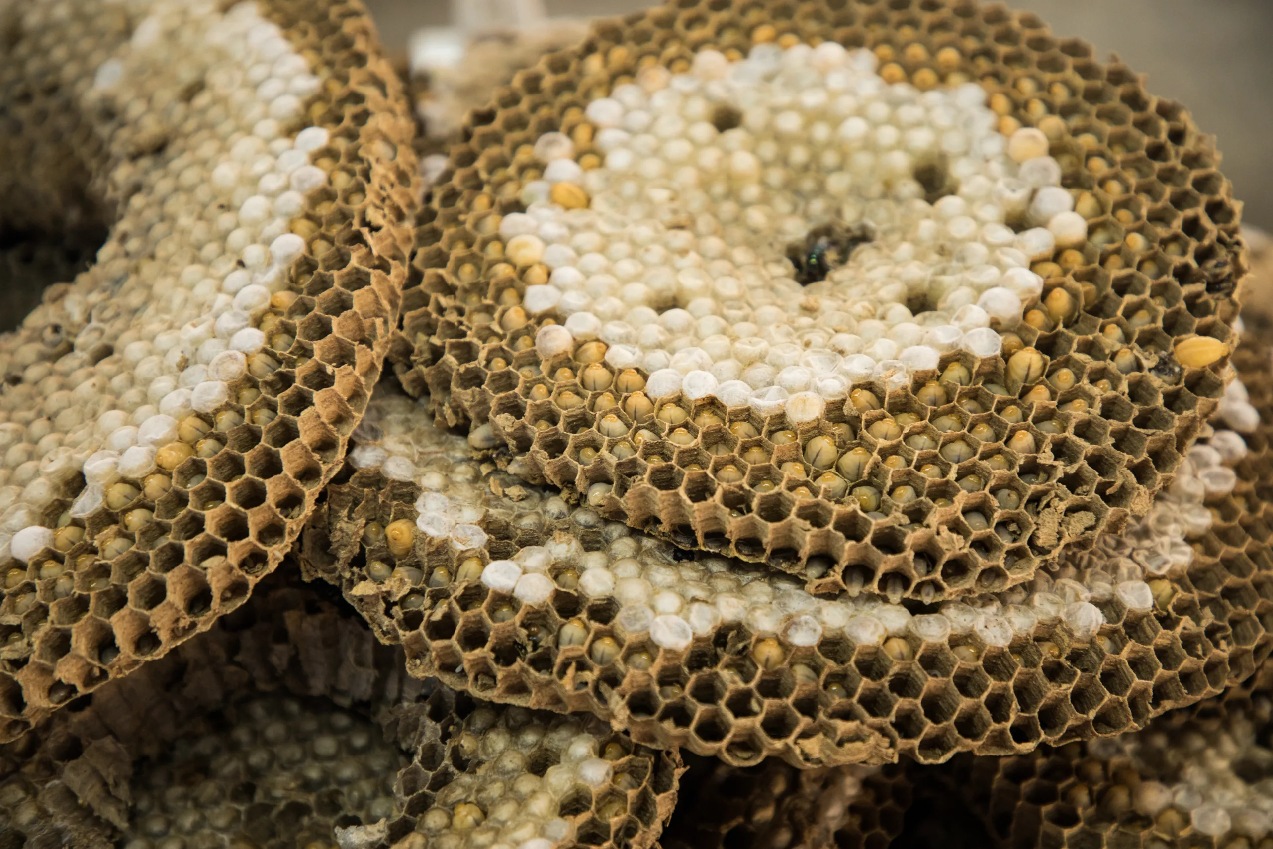 A macro shot of some wasp grubs for food.