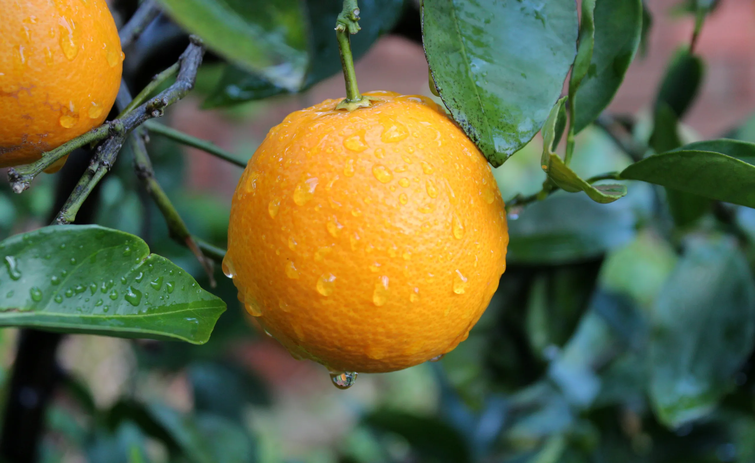 Macro shot of Washington navel oranges hanging from their tree.