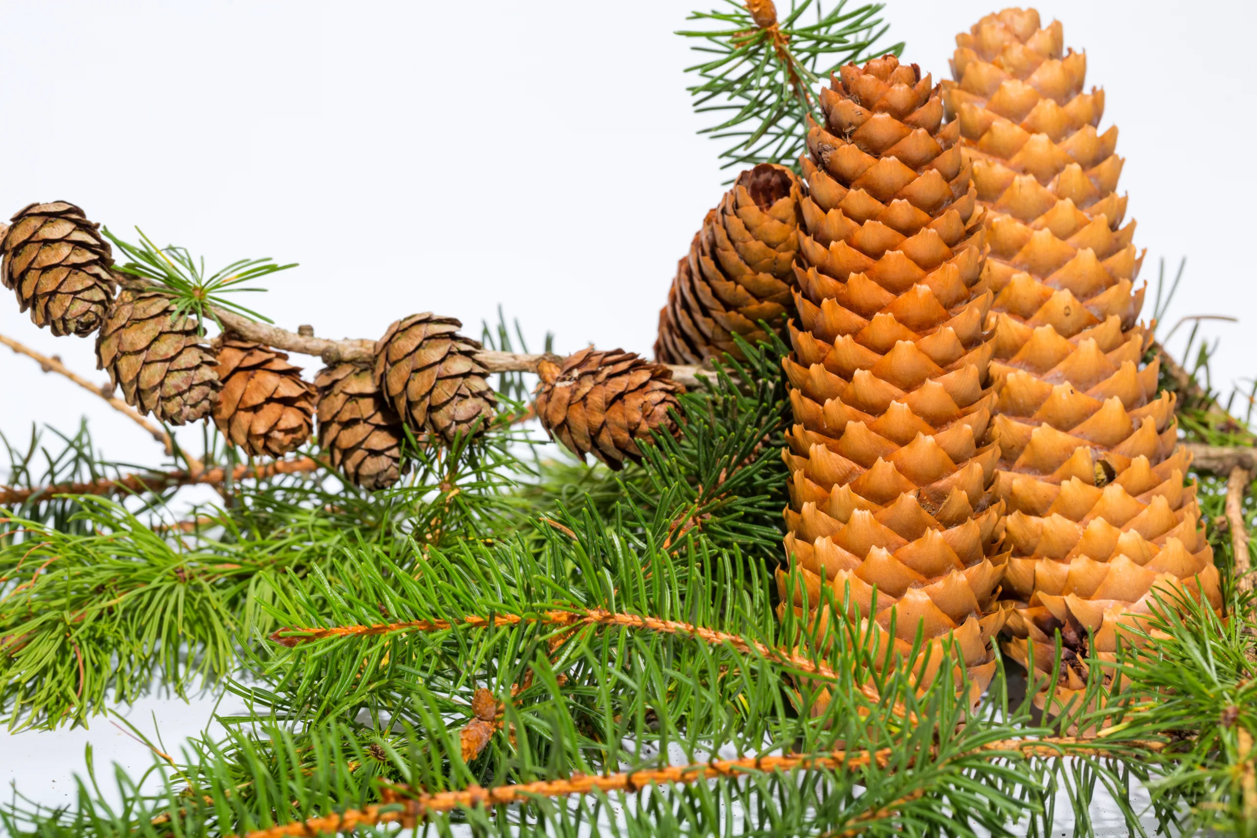 Western white pine cones and leaves on a white background.