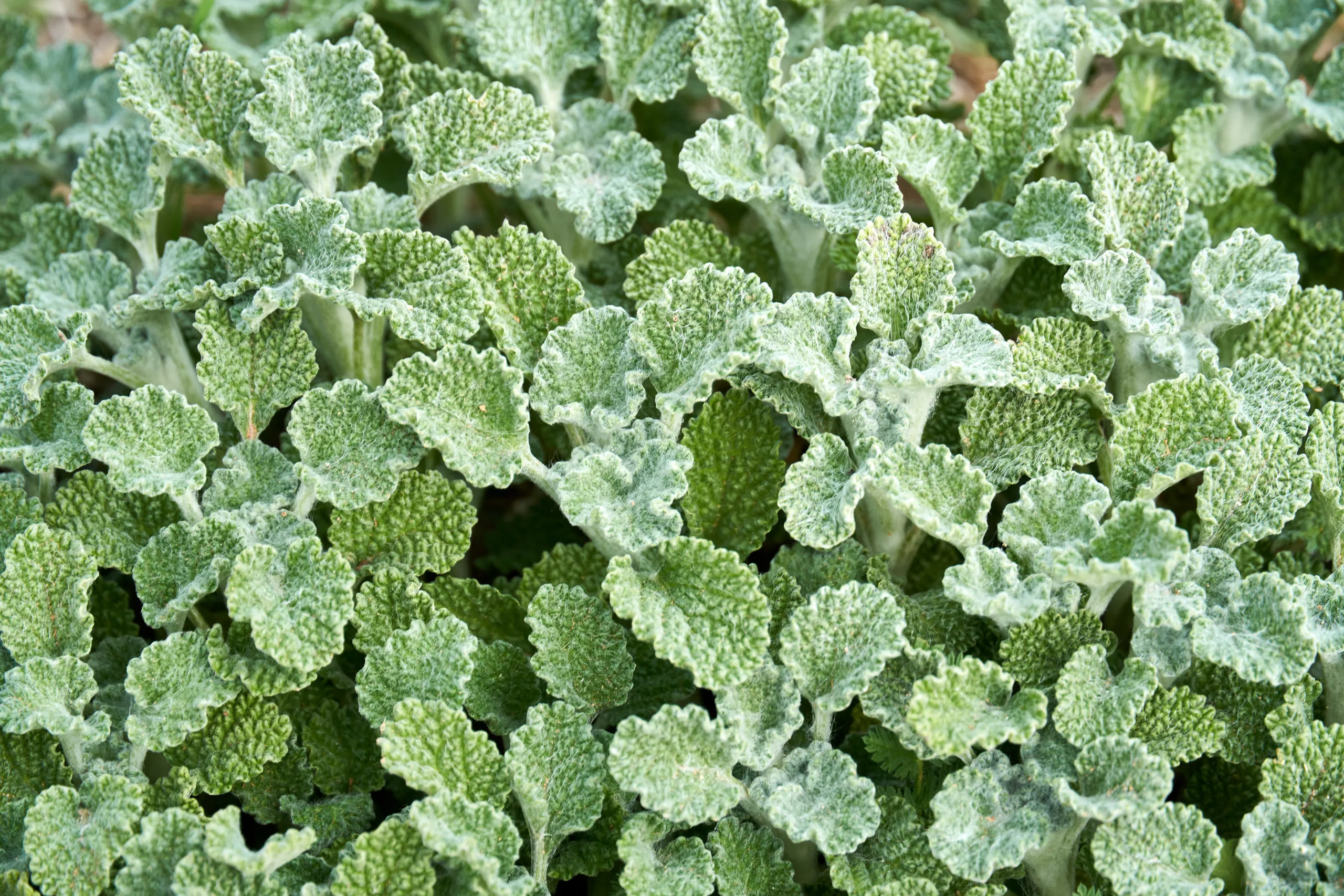 A surface covered with white horehound plants.