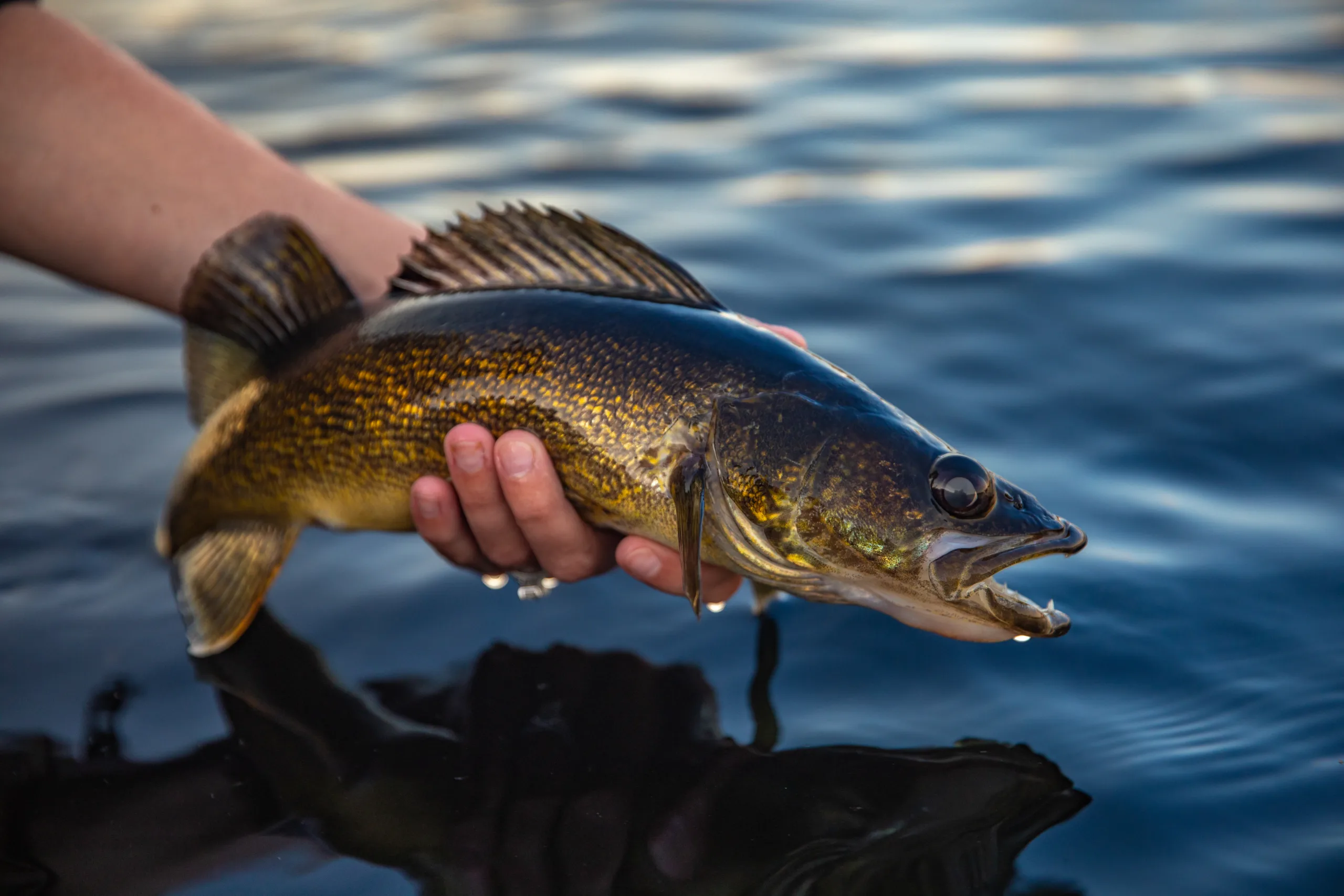 A man grabbing a freshly caught walleye fish.