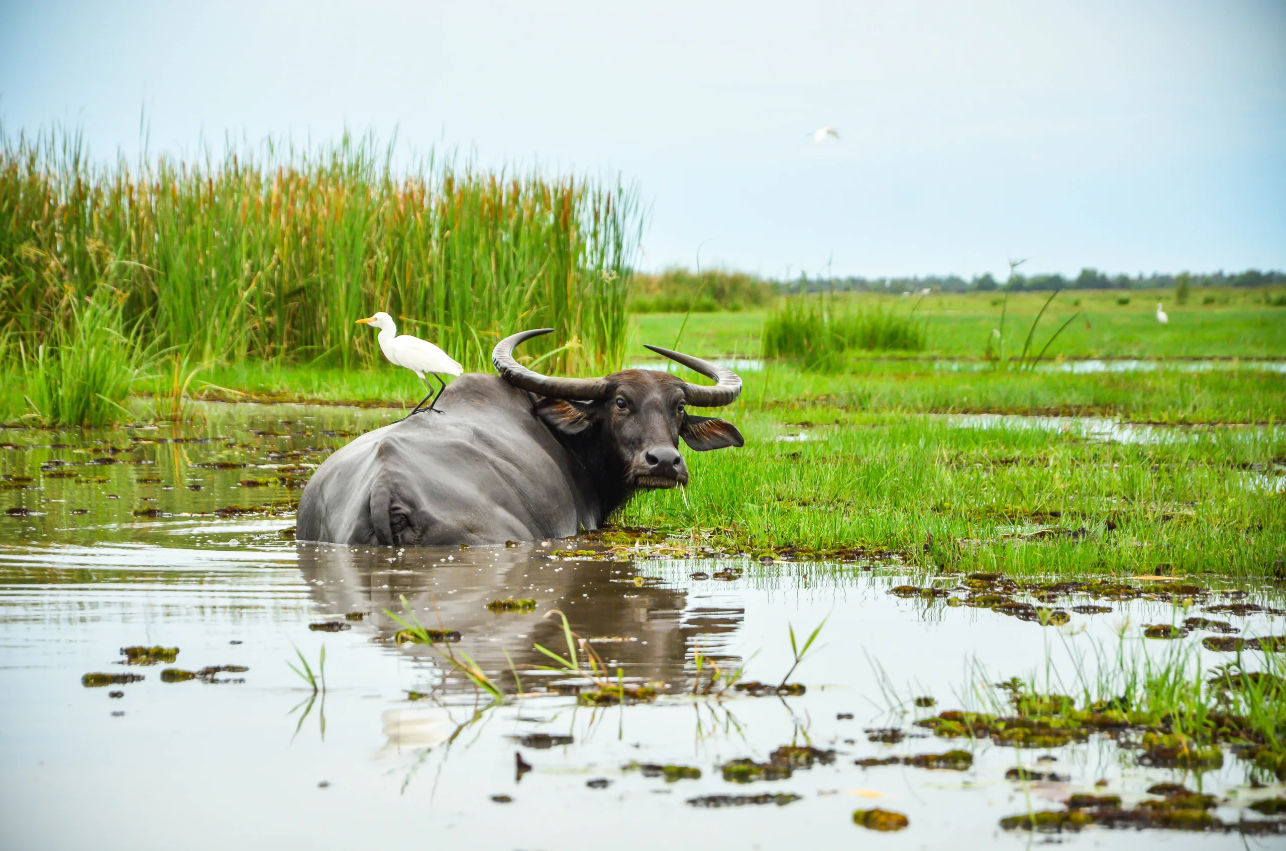 A water buffalo in a swamp.