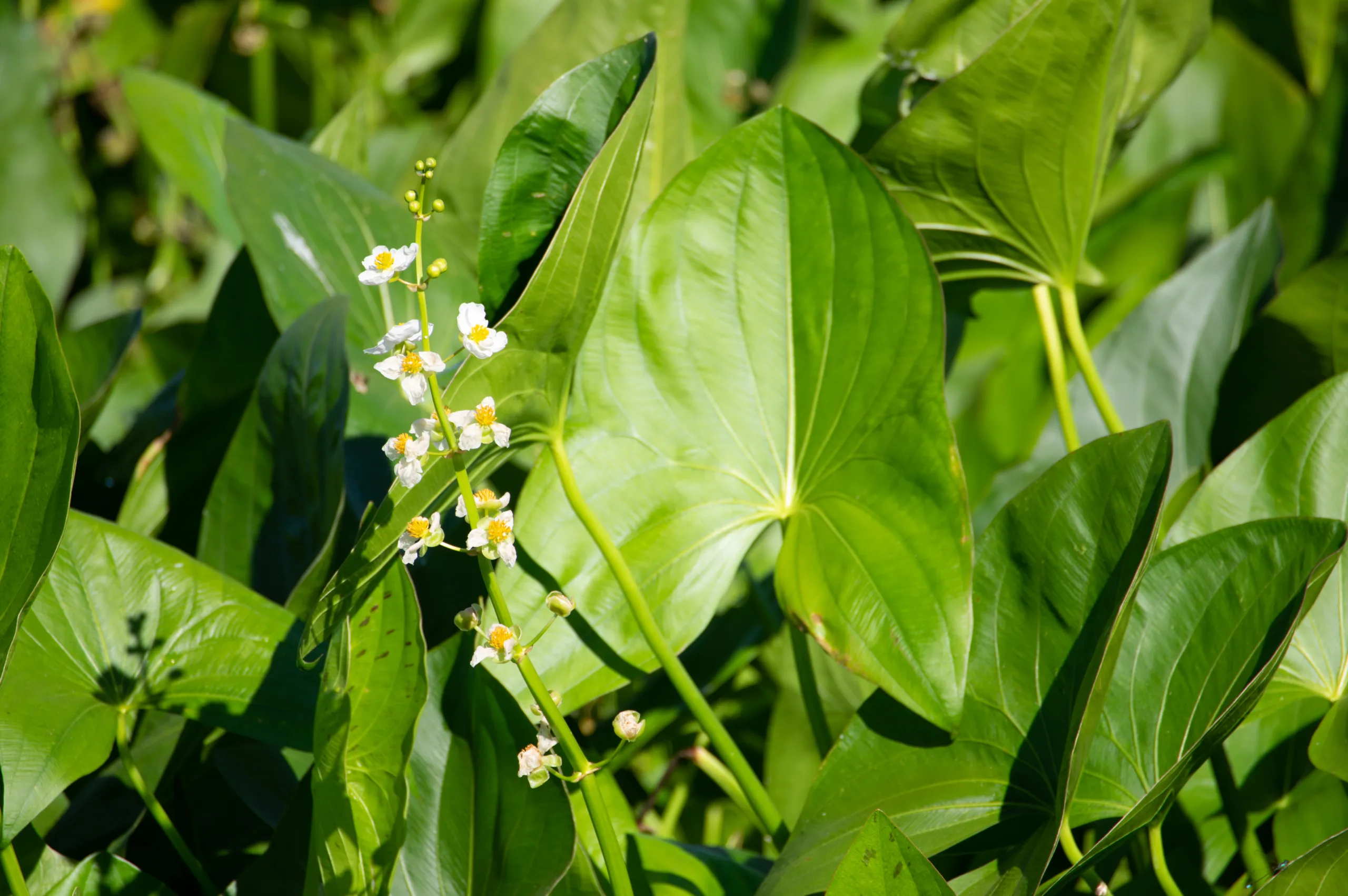 Macro shot of wapato plants.