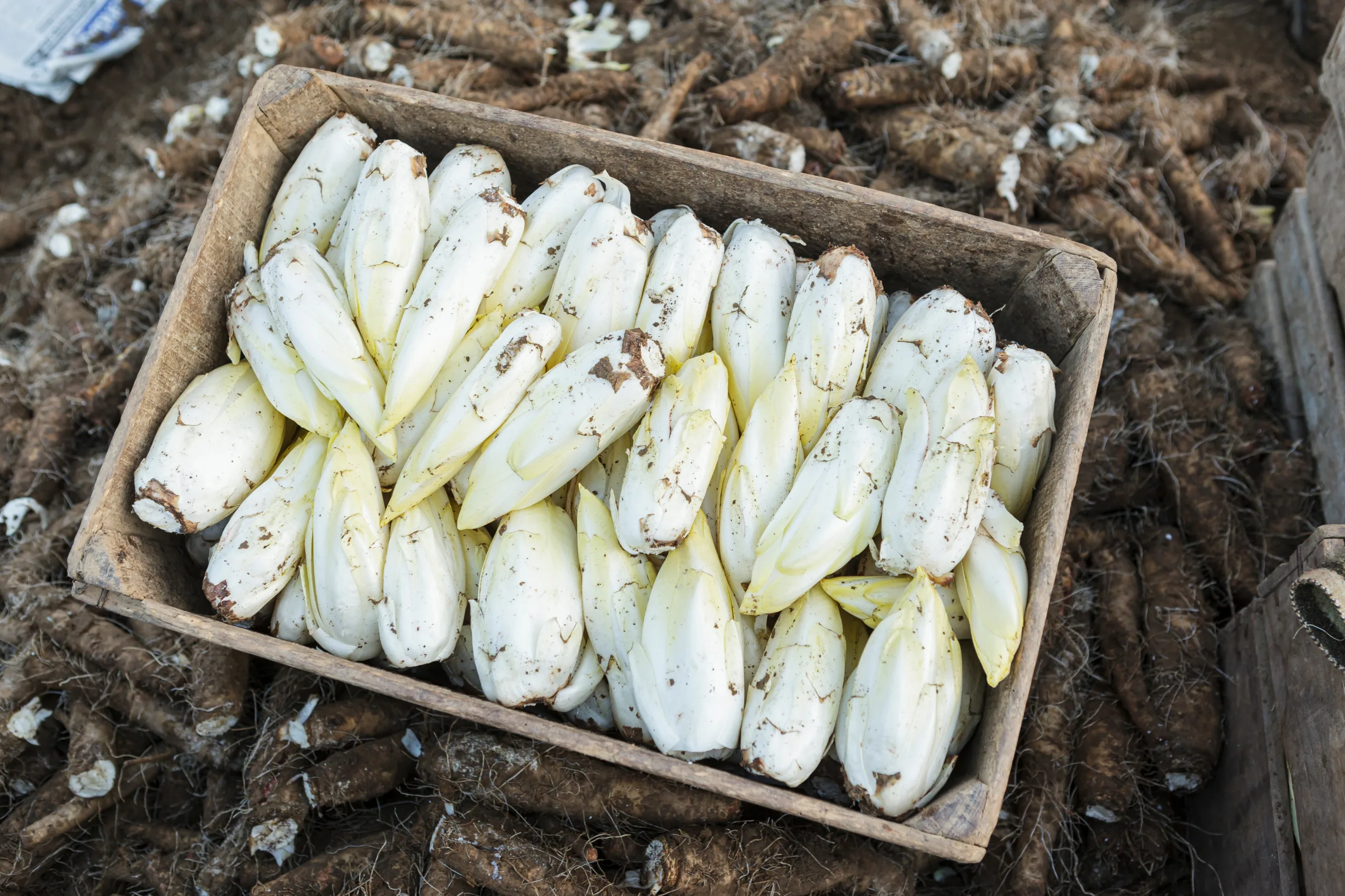 A cattle of freshly harvested witlofes.