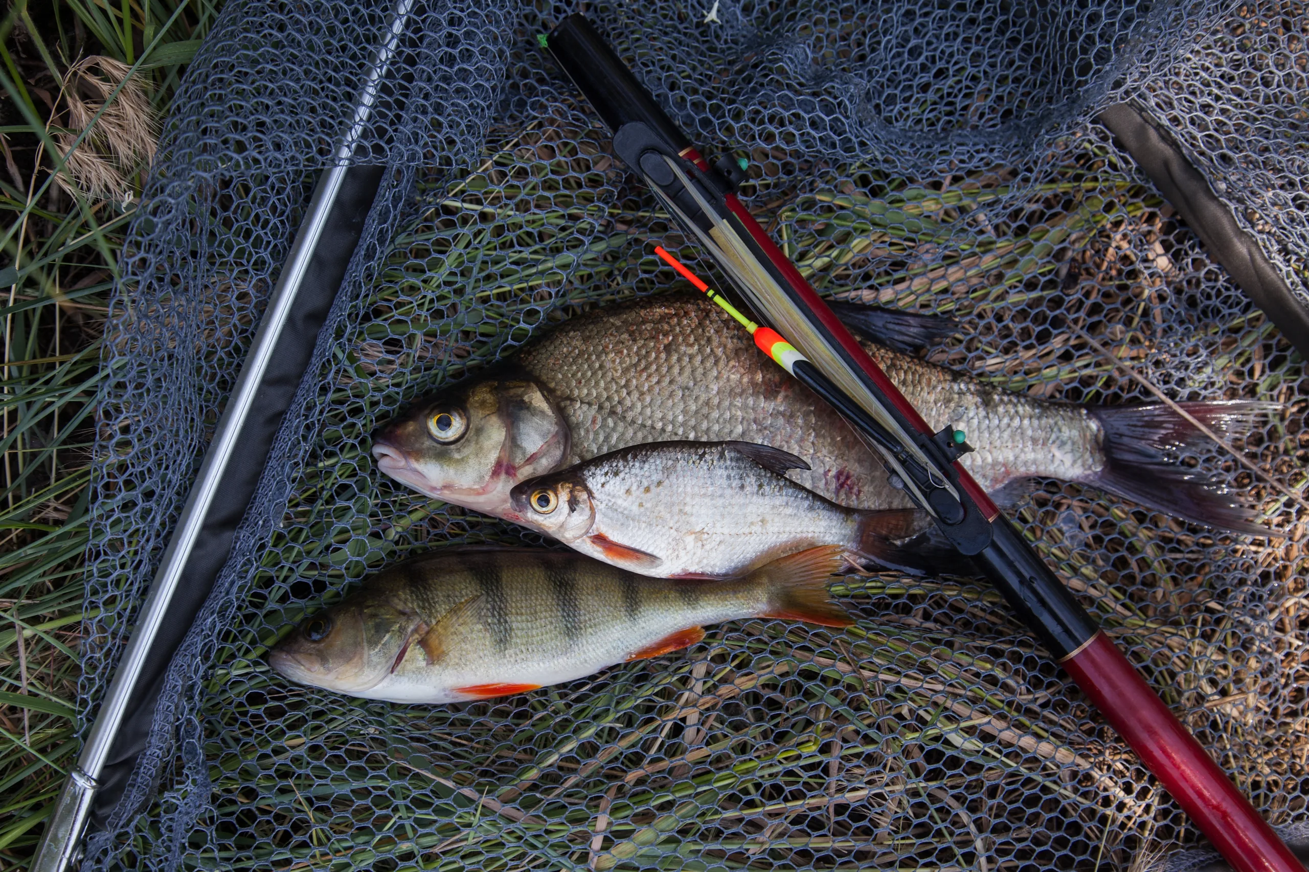 A few freshly caught white bream fishes.