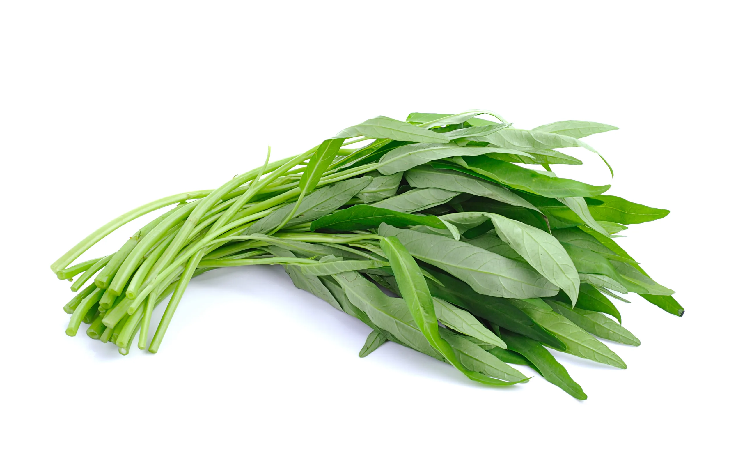 A water spinach bundle on a white background.