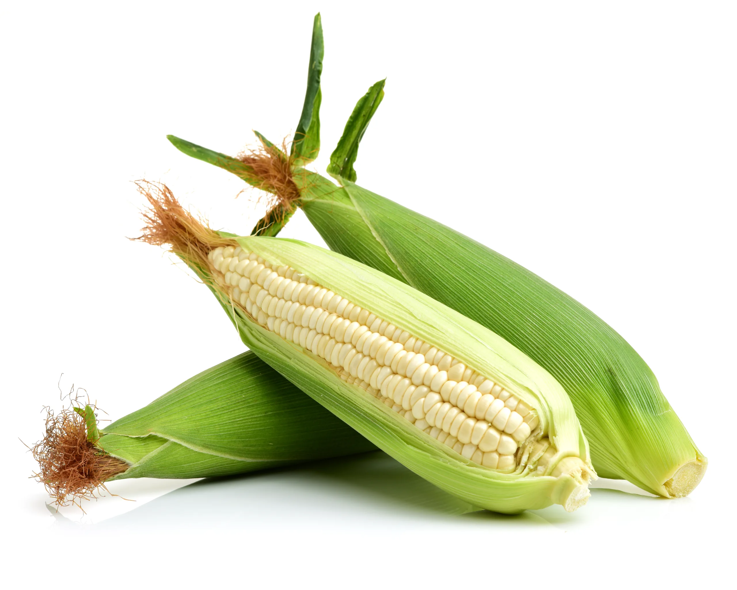 A few freshly harvested white corn cobs on a white background.