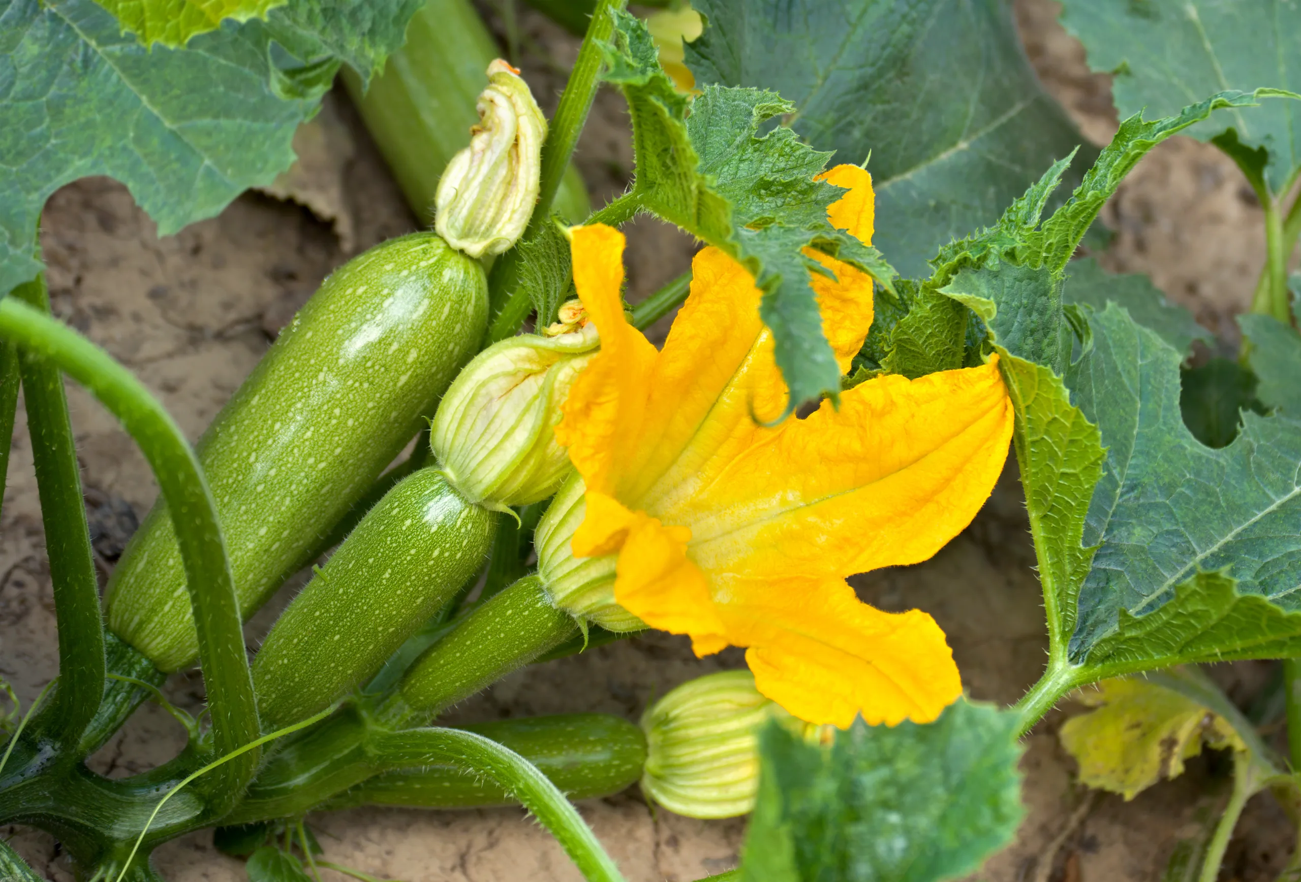 Ripe zucchini flowers and fruits in an orchard.
