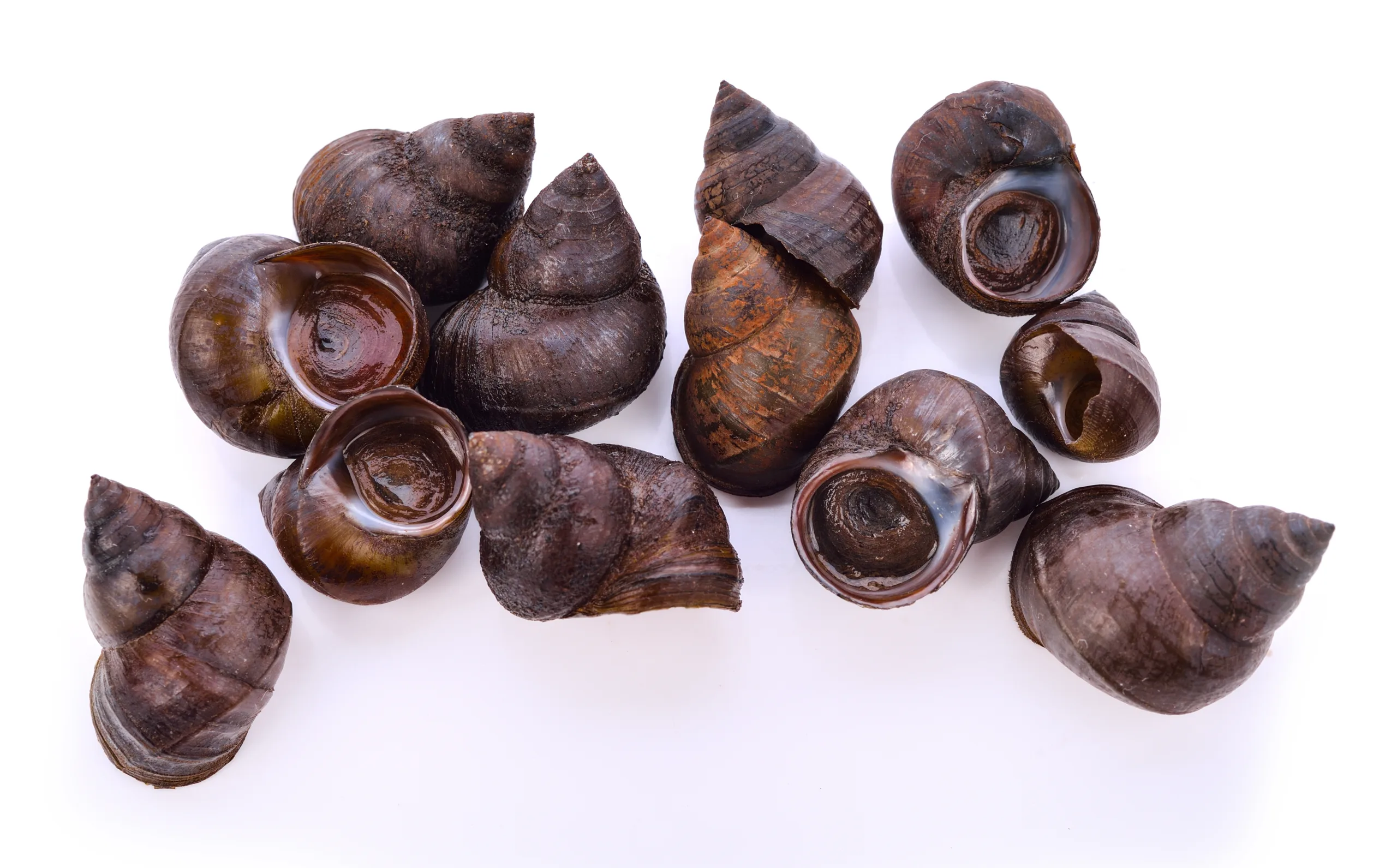 A handful of winkles on a white background.
