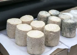 Several aged goat cheese wheels on paper.