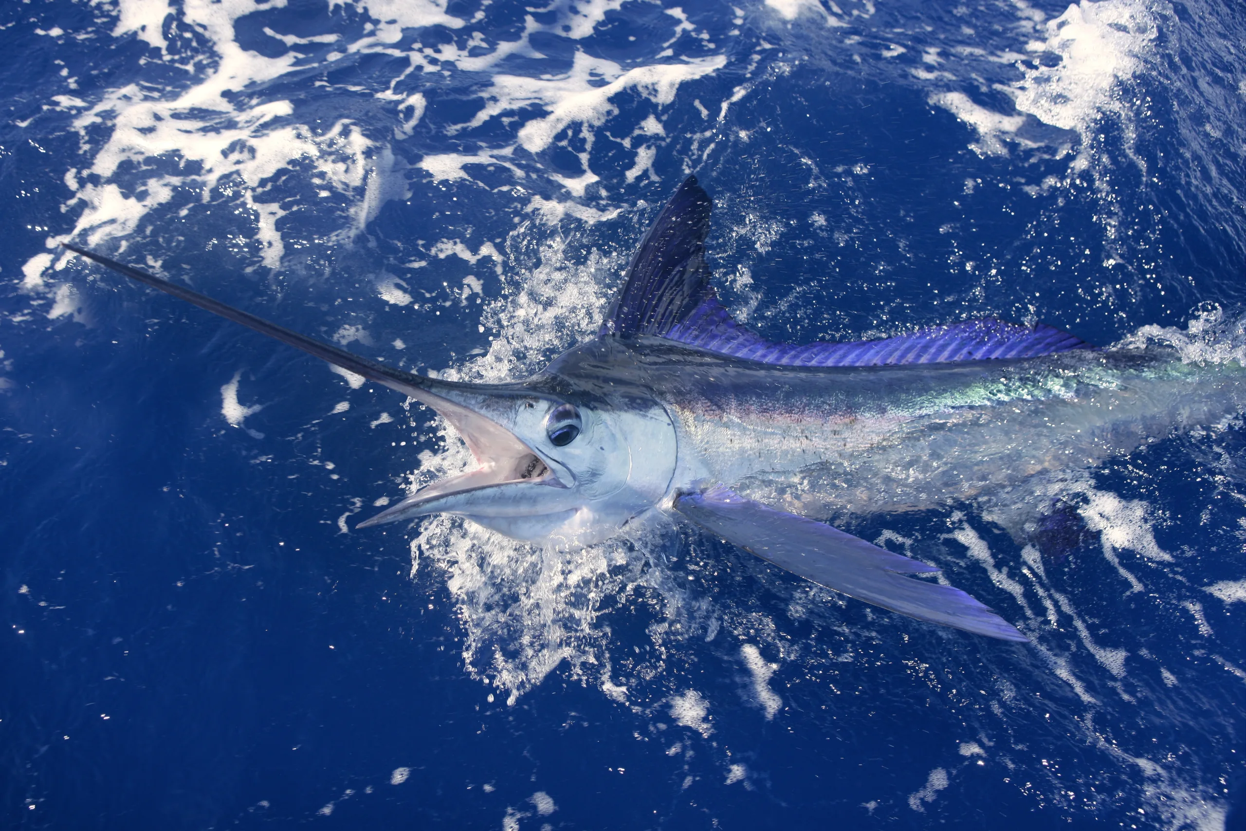 A white marlin in the Atlantic Ocean.