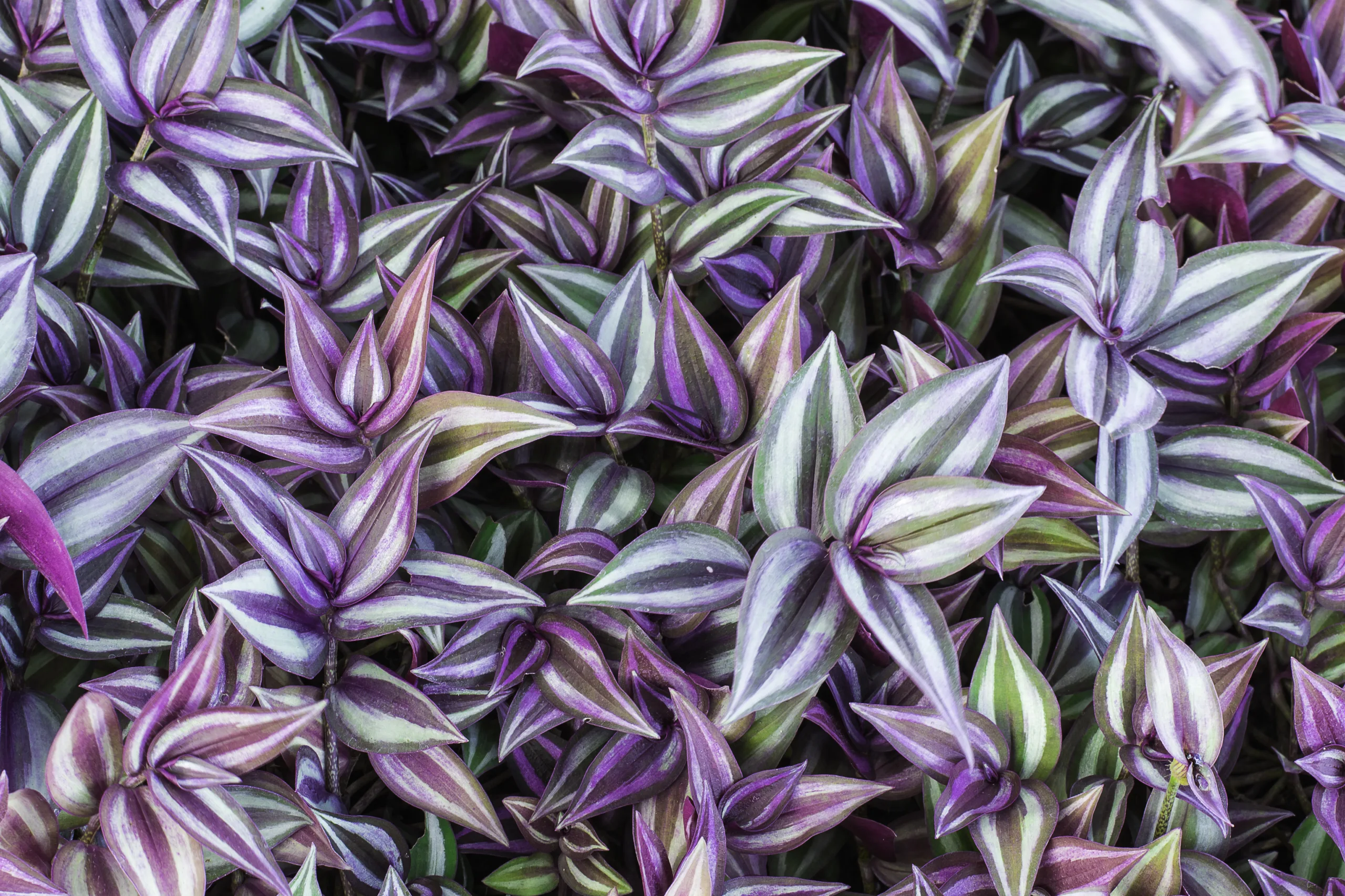 A bed of wandering Jew plants.