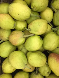 Major canned food company files for bankruptcy, hits workers and farmers