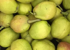 A pile of fresh green pears with stems.