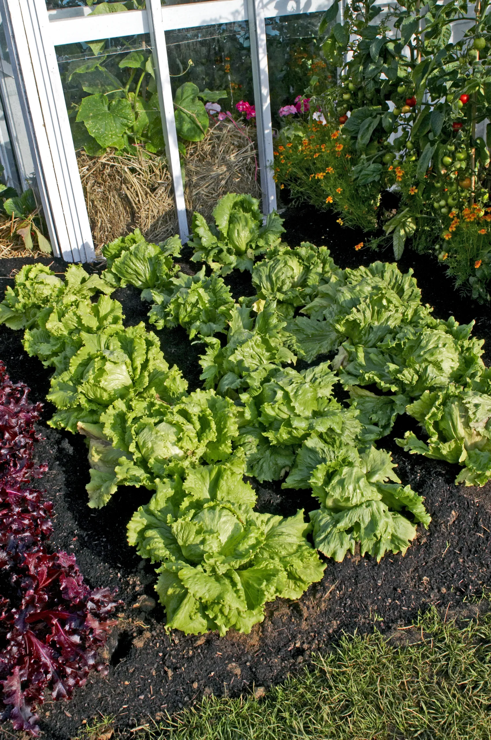 Rows of Webb's Wonderful lettuce plants in an allotment.