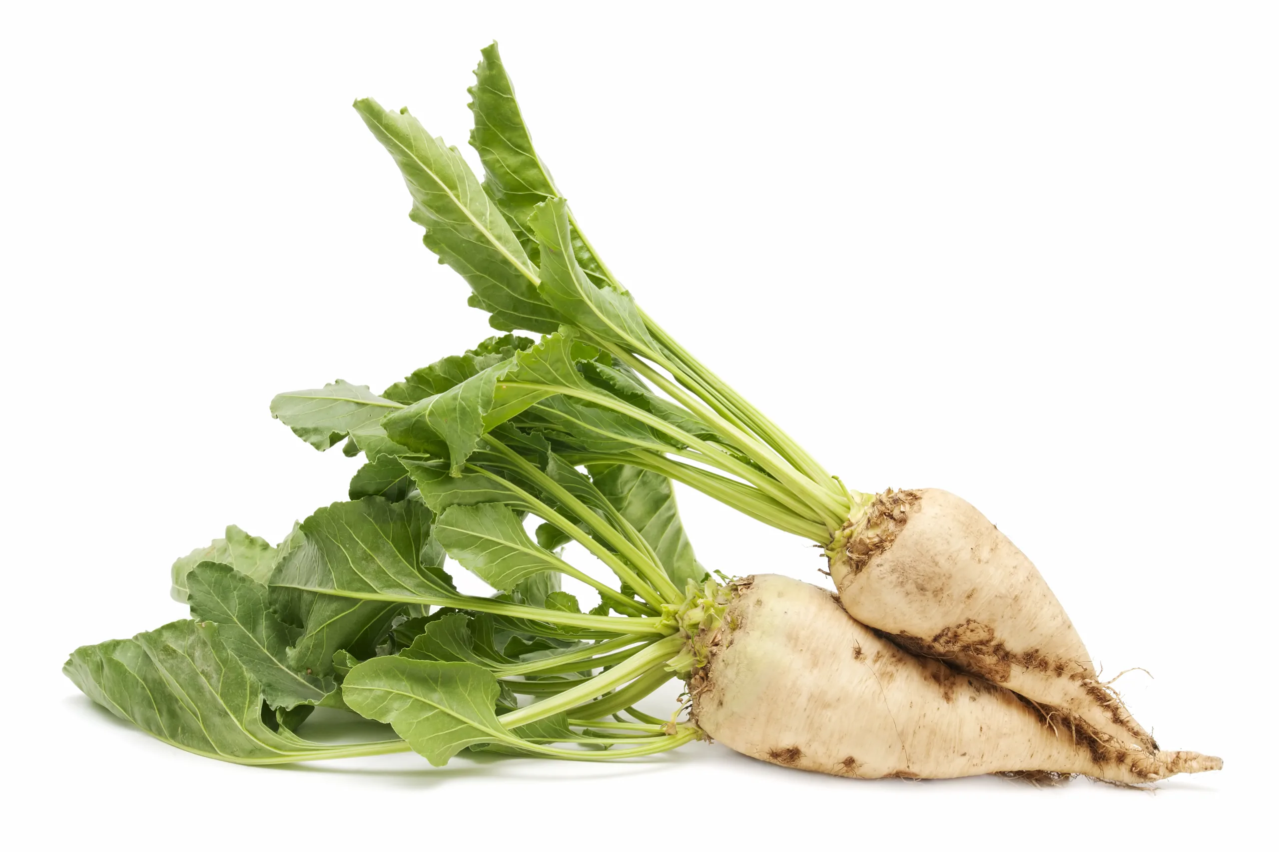 A pair of white beets on a white background.