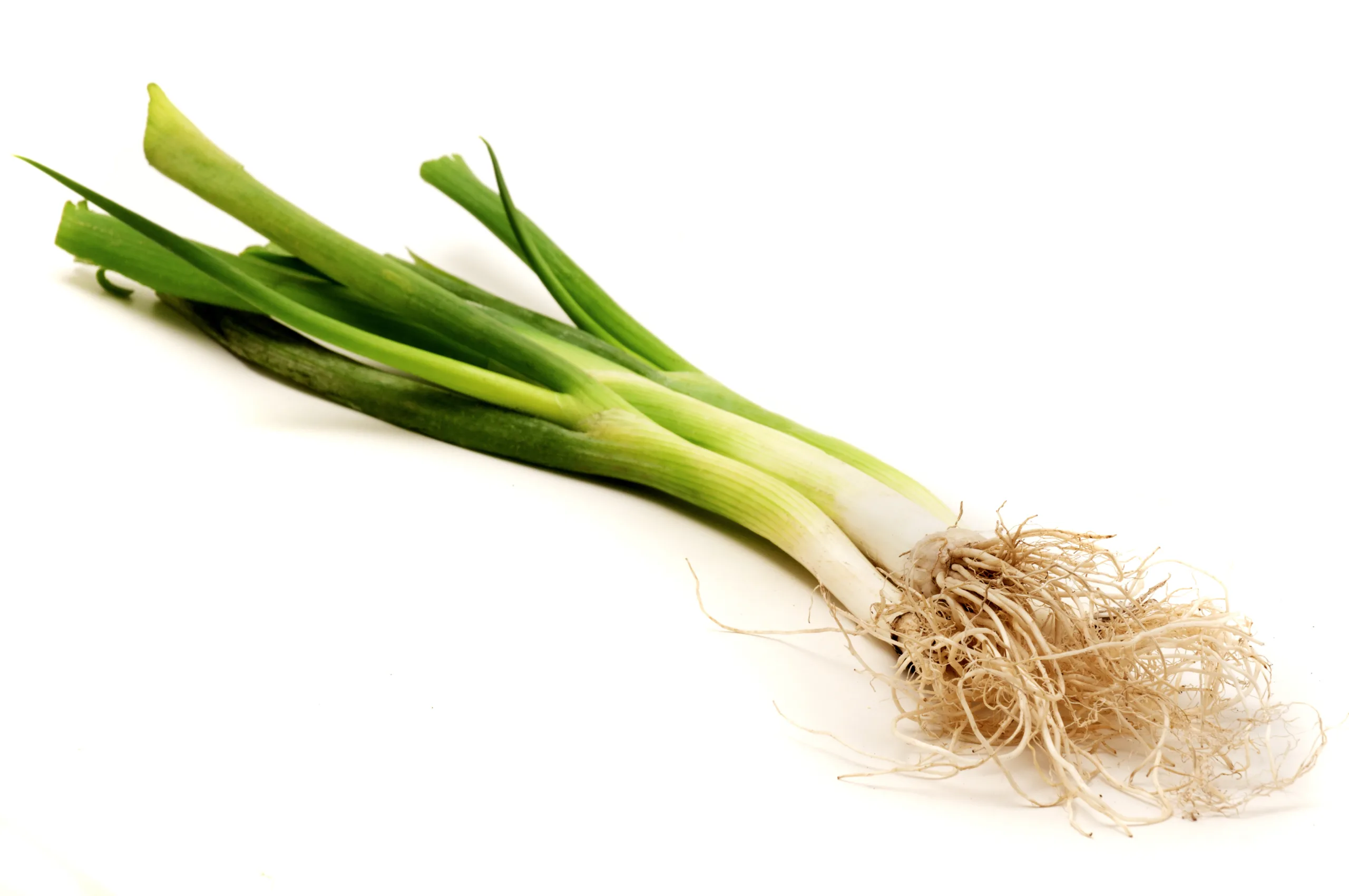 Welsh onions against a white backdrop.