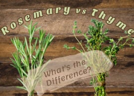 A wooden background showing rosemary and thyme bundles. The text reads, "Rosemary vs Thyme: What's the Difference?"
