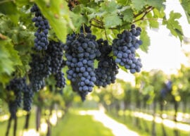 Clusters of ripe purple grapes hanging from vines with green leaves in a vineyard.