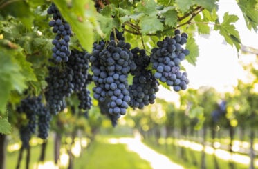 America’s wine capital is changing fast as closures spread across California