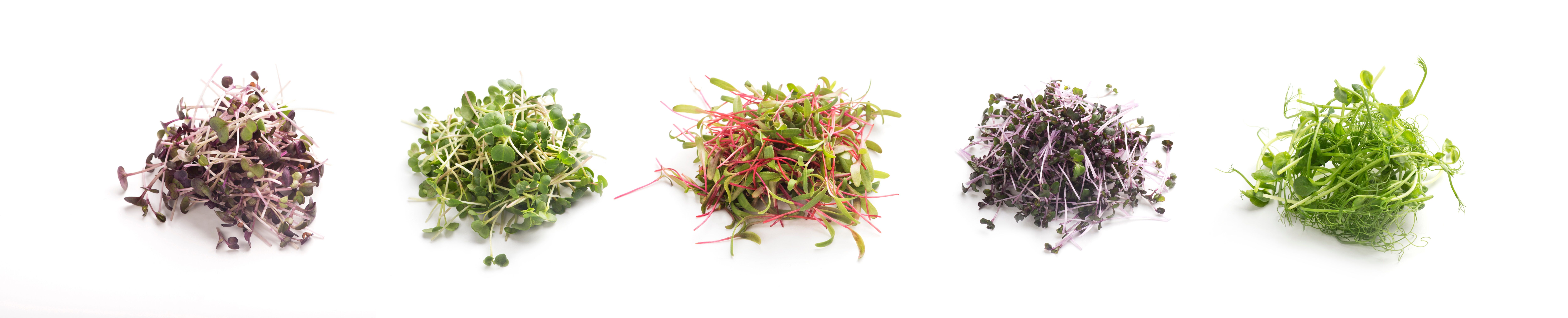 A selection of herbs, which are the ingredients of the rainbow herb mix. 