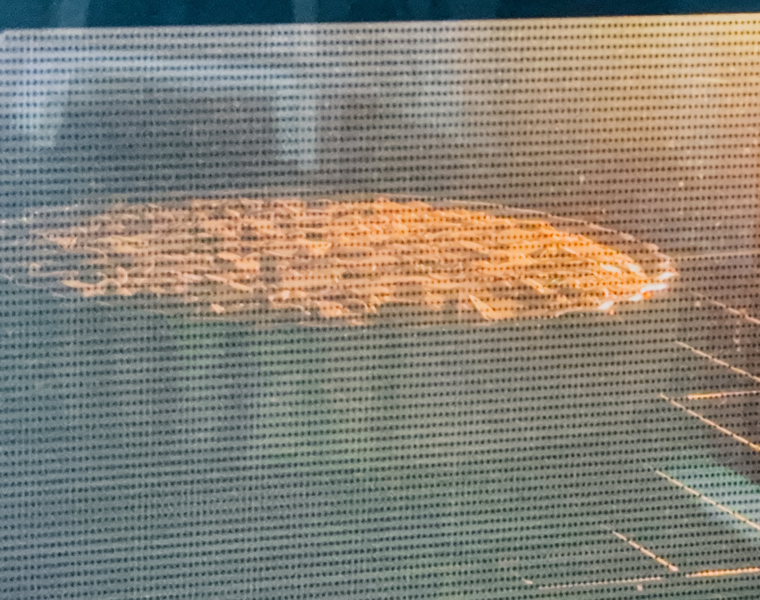 A cake being baked in an oven.