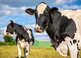 Cows for Mooyah Burgers
