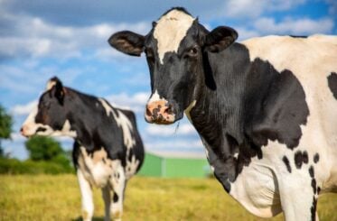 Beloved Connecticut dairy plant closing after 140 years, cutting more than 200 jobs