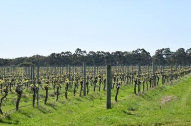 California winery puts 3,500 acres up for sale amid industry struggles and trade wars