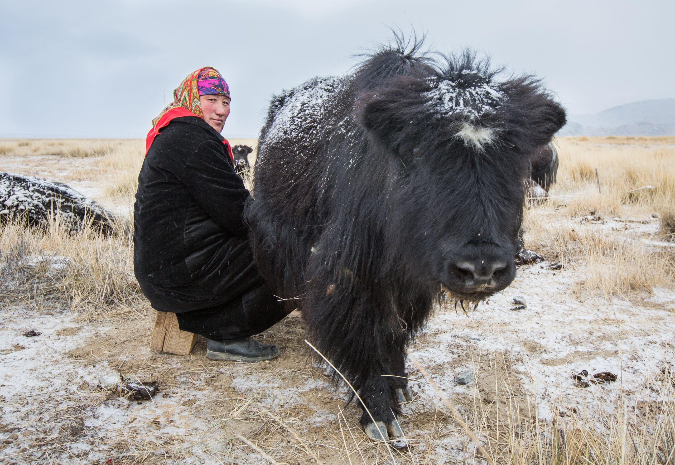 A woman obtaining yak milk on a winter day.