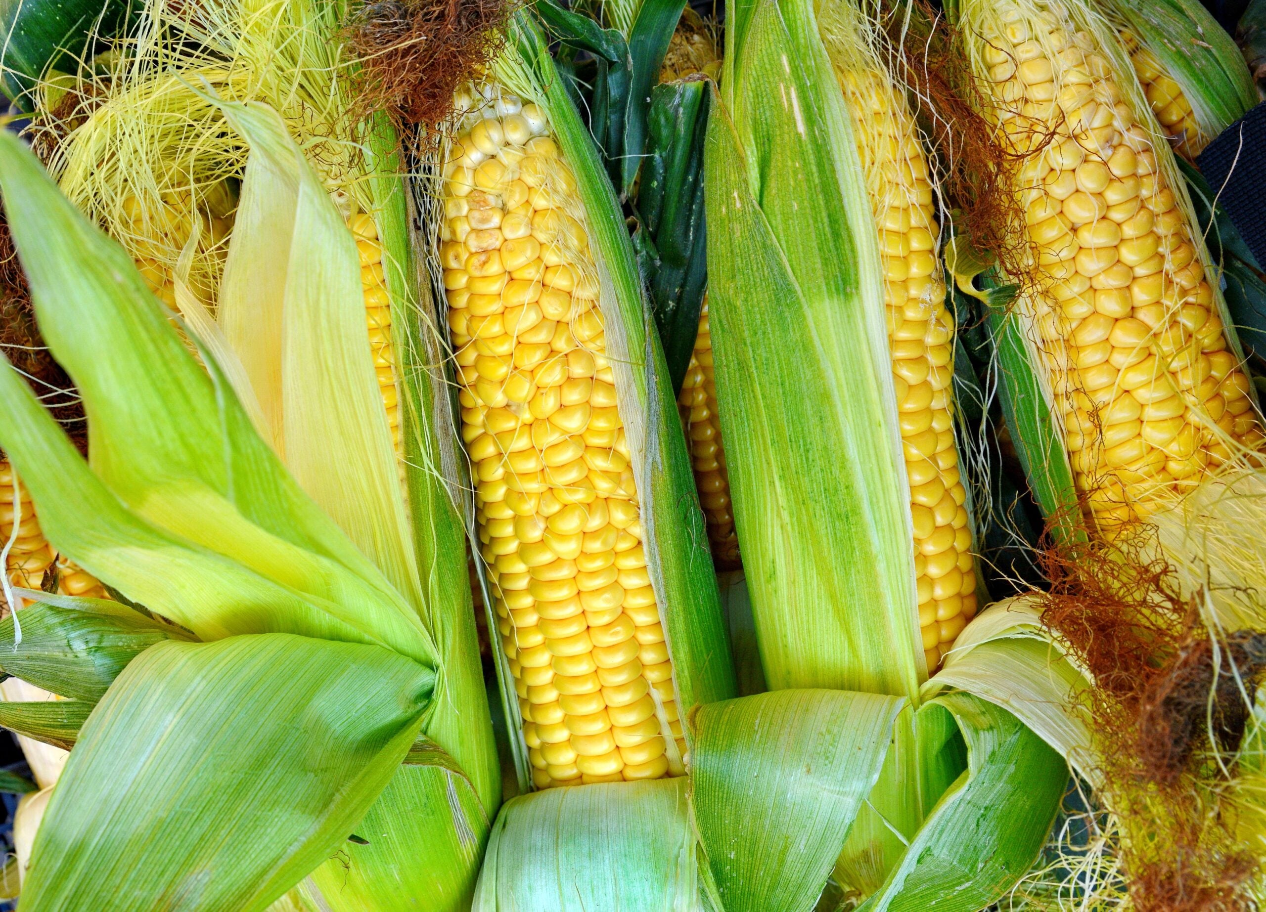 #2: Sweet Corn