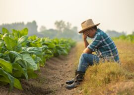 Farmer on farm with head in hands