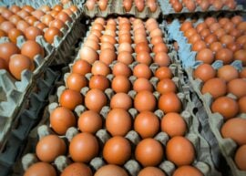 Eggs in cartons on a production line