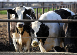 Cattle feeding on a large-scale California dairy