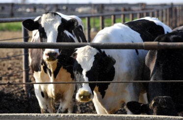 140-year-old dairy company to close plant in Connecticut, laying off 205 workers