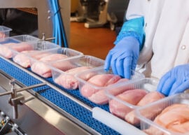 Raw chicken in a poultry processing plant