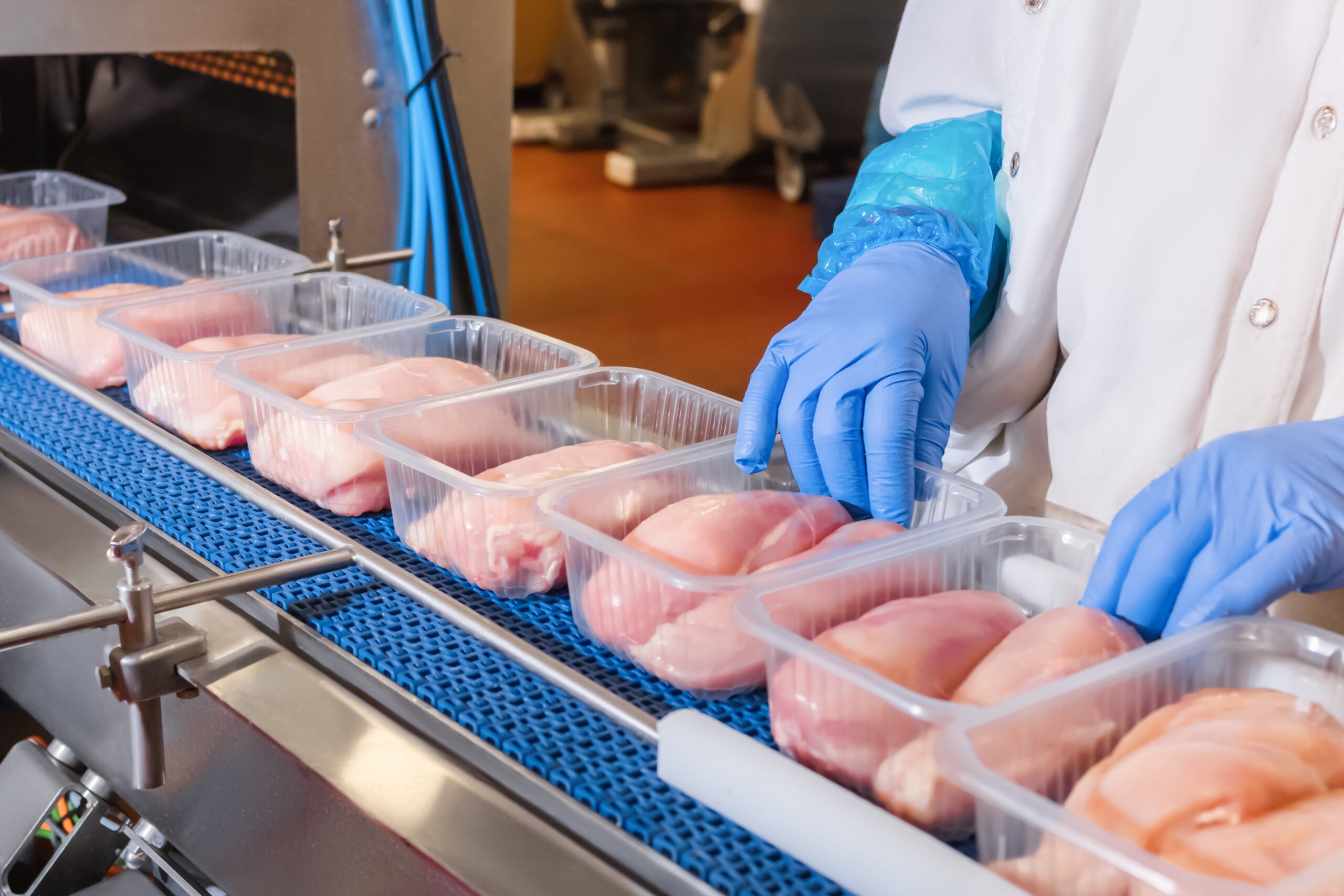 Raw chicken in a poultry processing plant