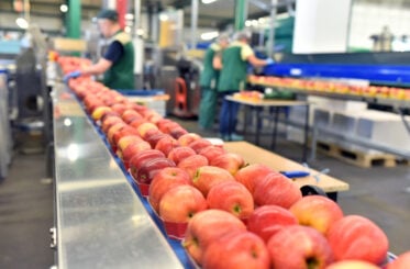 Judge approves $231 million sale of Washington apple giant after bankruptcy