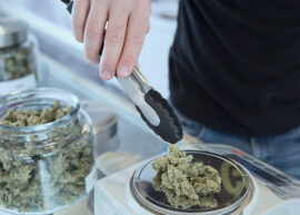 Detail of cannabis buds on glass jar over dispensary counter - medical marijuana dispensary. Budtender Guiding . Cannabis Flowers.